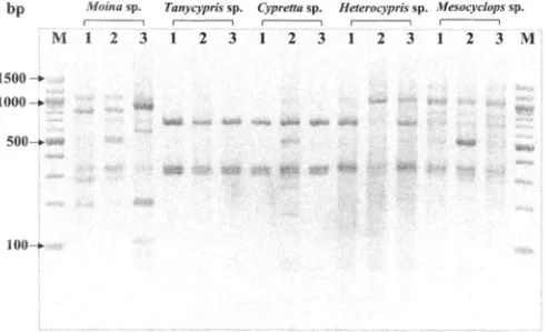 Fig. 1. Representative PCR-RFLP patterns of 16S rDNA of the bacterial communities associated with microcrustaceans in the floodwater of a paddy field microcosm at 6 weeks after flooding based on digestion with Hinf I restriction endonuclease