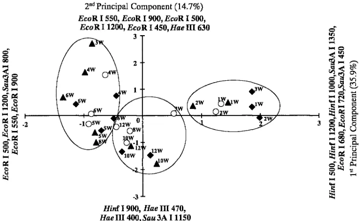 Fig. 4. Principal component analysis of RFLP patterns of the bacterial communities associated with Mesocyclops sp