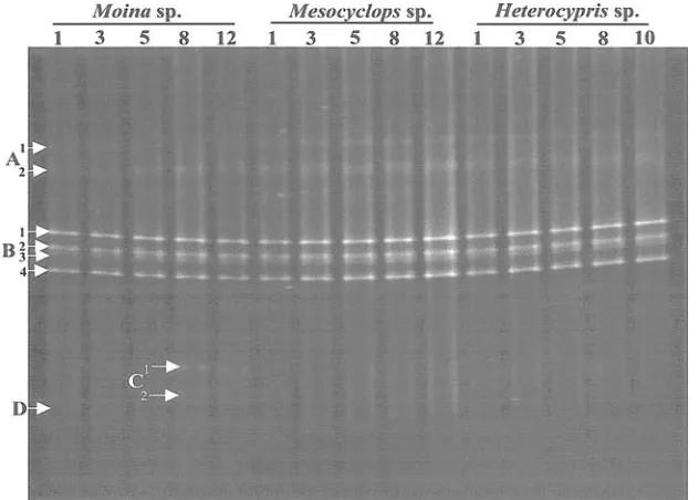 Fig. 1. DGGE patterns of methanotroph and ammonia oxidizers associated with microcrus-taceans