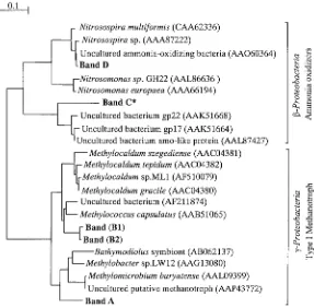 Fig. 2. Moina floodwater gene sequences from ammonium and methane-oxidiz-Phylogenetic tree of the amoA / pmoA ing bacteria associated with microcrustaceans in the of a paddy field microcosm