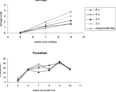 Figure 3. Changes in damage score and parasitism rate after planting of potatoes in insecticide-free and Abamectin-treated plots atPangalengan (Trial 3).