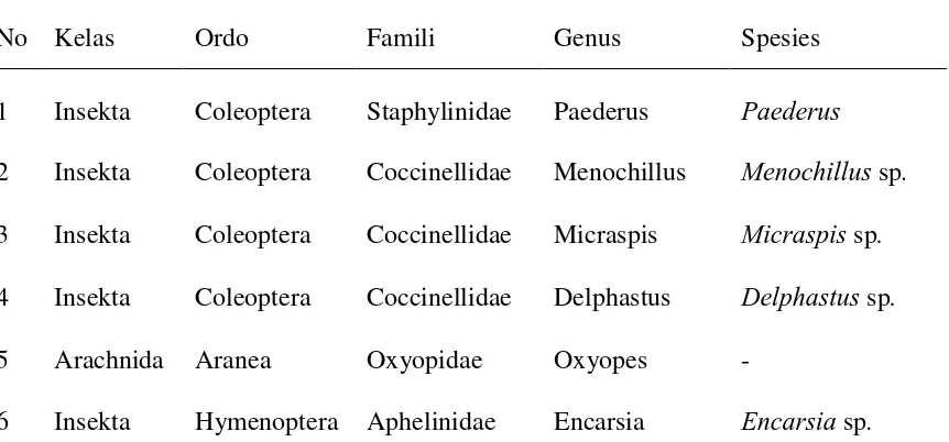 Tabel 1.  Daftar predator dan parasitoid  kutu kebul yang ditemukan 
