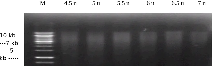 Gambar 1. Hasil elektroforesis isolasi DNA rhizobakteri ‘G’, M = λ DNA 50,                    