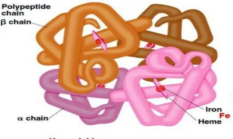Gambar 2.1 Struktur Hemoglobin  (Sumber : Firmansyah, 2013) 
