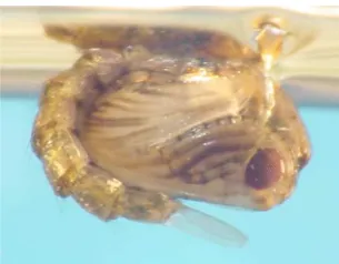 Gambar 2.2 Larva Anopheles 8