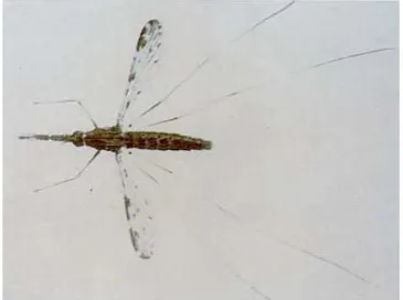Gambar 2.4Anopheles Dewasa8
