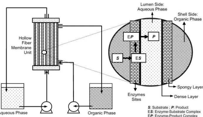 Figure 1. Materials transportation in an enzymatic membrane reactor.