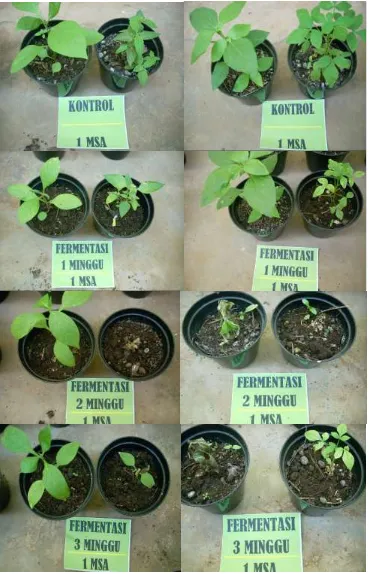 Gambar 1.   Pengaruh fermentasi limbah cair pulp kakao terhadap gulma Asystasia gangetica, Agerotum conyzoides, Synedrella nudiflora dan Cleome rutidospermae D.C pada 1 minggu setelah aplikasi (MSA) 