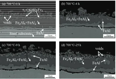 Fig. 4. BEI of cross-sectional micrograph of aluminized steel exposed to steam at 700 °C for (a) 1 h; (b) 4 h; (c) 9 h;(d) 25 h.