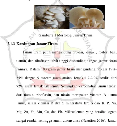 Gambar 2.1 Morfologi Jamur Tiram 