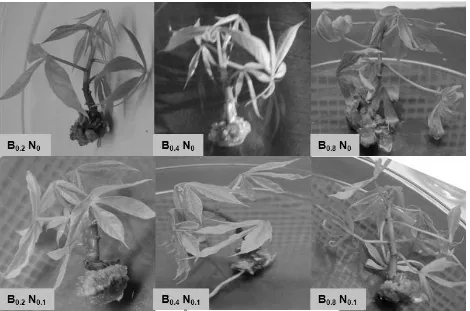 Gambar 2.   Kultur in vitro ubi kayu pada berbagai konsentrasi benzil adenin dan asam naftalen asetat umur 4 minggu 