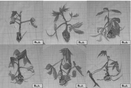 Gambar 2.   Kultur in vitro ubi kayu pada berbagai konsentrasi benzil adenin dan asam indol asetat umur 4 minggu  