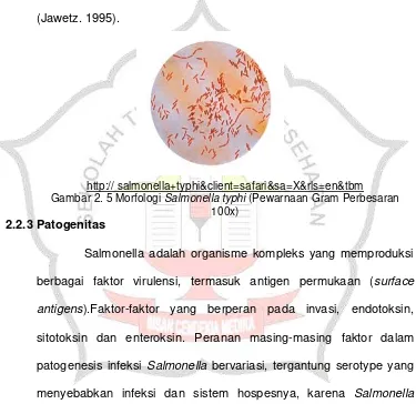 Gambar 2. 5 Morfologi Salmonella typhi (Pewarnaan Gram Perbesaran 