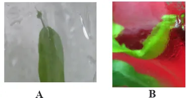 Gambar 2.  Perbedaan morfologi daun 2 jenis Nepenthes