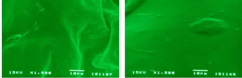 Gambar 1. Hasil SEM (scanning electron microscope) permukaan jambu biji‘Crystal’ kontrol (kiri) dan kitosan2,5% (kanan)