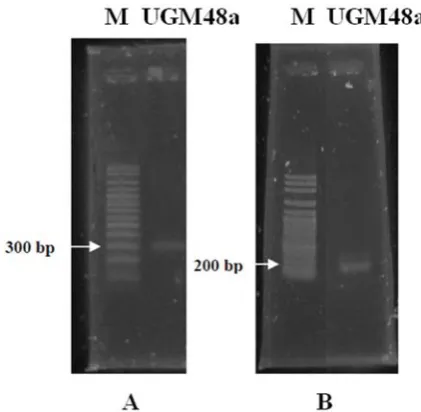 Table 3. Nodulation assay in Glicyne max (L.) merr var. wilis