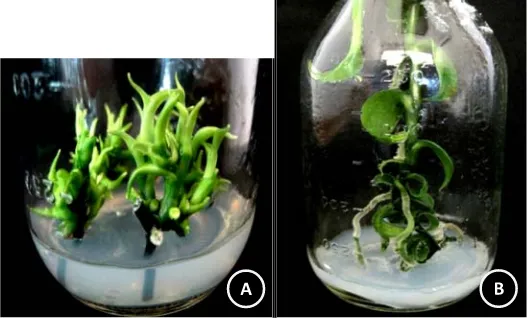 Figure 1. Plantlet  regeneration from stem nodes explants Vanilla planifolia Andrews on MS medium+ P 1 mg/L of Benzyne Amino Purin