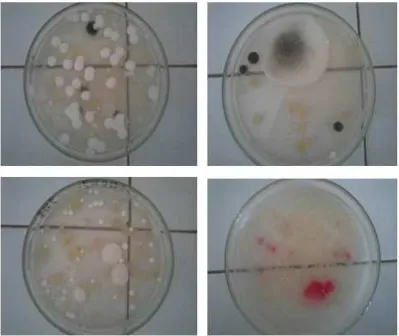 Figure 3. The fungi genus identified in the compost of the mixture of fresh manure and phosphate rockwhich were inoculated by microbial N2-fixer and P-solubilizer