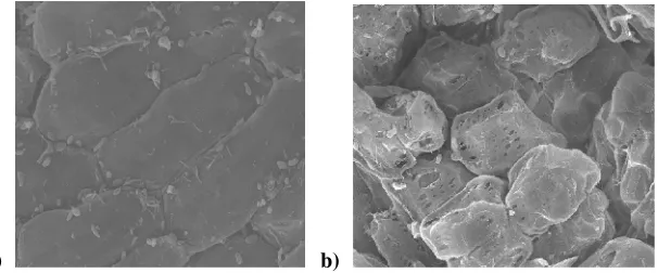 Figure 2. Scanning electron microscope of the surface tempe: a) surface tempe without treatment, b) surfacetempe treated with CO2 under 900 psi (6,2 MPa) for 5 min.