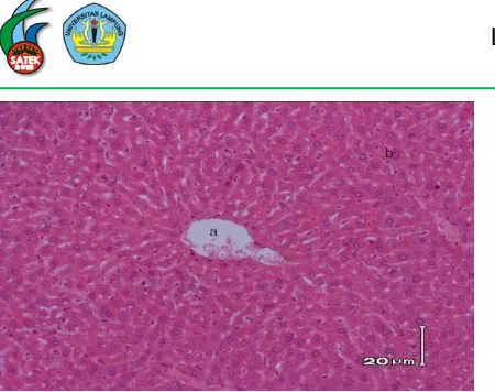 Gambar 6. Struktur histologi hati mencit ( M. musculus L.) jantan kontrol (perbesaran 100x, pewarnaan HE)