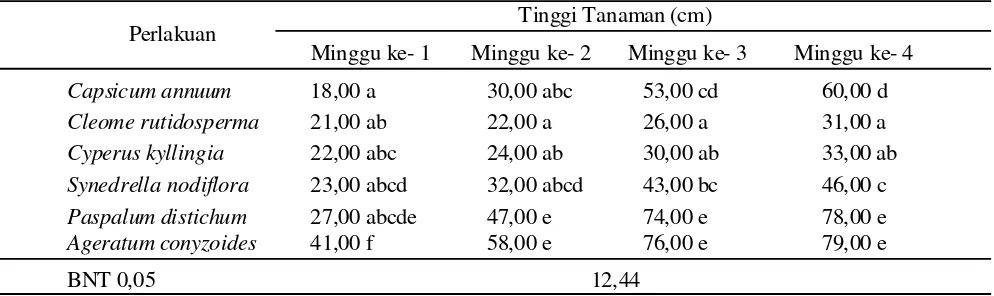 Tabel 2. Tinggi Tanaman Cabai dan Beberapa Jenis Gulma yang tetap sehat.