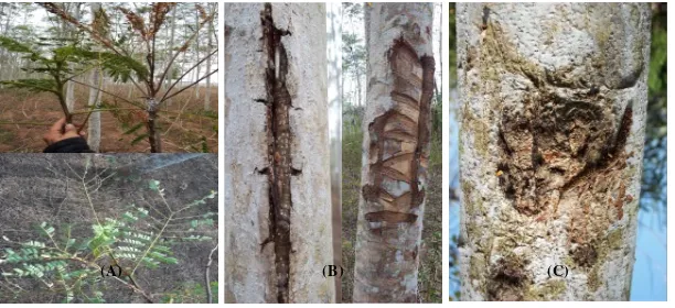Fig. 4. Damage types: damaged foliage (A), open wounds (B), and cancer (C) 
