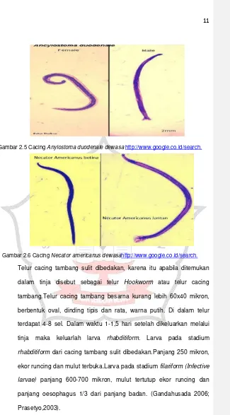 Gambar 2.5 Cacing Anylostoma duodenale dewasa http://www.google.co.id/search. 