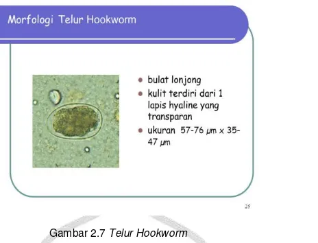Gambar 2.7 Telur Hookworm 