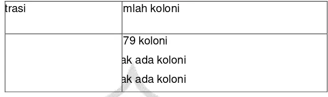 Tabel 5.1 Distribusi frekuensi daya hambat ekstrak daun sirih hijau (Piper betle L.) pada pertumbuhan bakteri Pseudomonas aeruginosa dengan uji dilusi pada konsentrasi yang telah di tentukan