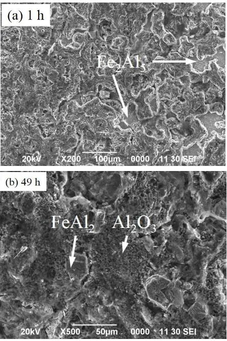 Figure 6. SEM of Surface Morphologies of the Aluminized AISI 1020 Steel Subjected to Isothermal Oxidation at 700 °C
