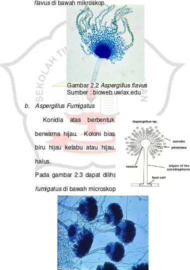 Gambar 2.2 Aspergillus flavus 