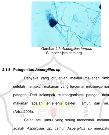 Gambar 2.5 Aspergillus terreus 