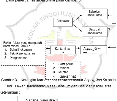 Gambar 3.1 Kerangka konseptual Identifikasi Jamur Aspergillus Sp pada 