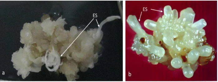 Gambar 1. Terbentuknya tunas adventif yang didahului dengan 