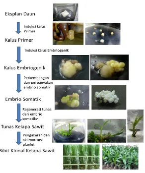 Gambar 4. Tahapan Perbanyakan bibit kelapa sawit dengan kultur jaringan (Yusnita & Hapsoro, 2013b)