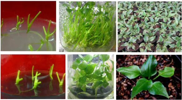 Gambar 5. Organogenesis atau pembentukan tunas adventif dari eksplan potongan daun Anthurium di media MS + 0.05 mg/l TDZ + 0.2 mg/l NAA