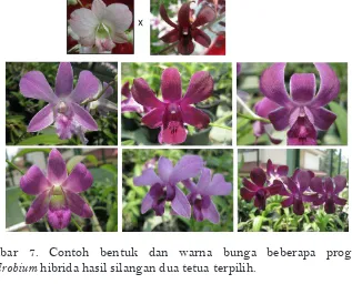 Gambar 7. Contoh bentuk dan warna bunga beberapa progeni 