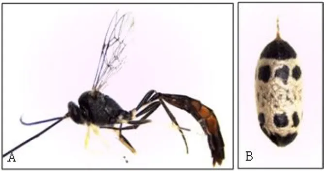 Gambar 1. (A) Antena dari imago parasitoid Brachymeria lasus; (B) antena dari imago parasitod B