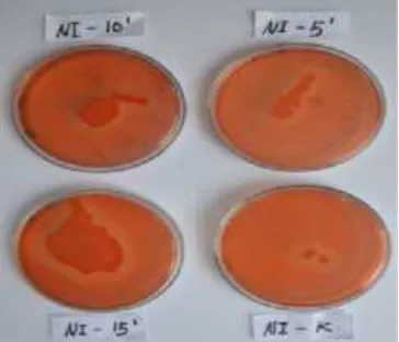 Gambar 2.  Waktu inkubasi optimum Bacillus sp. pada media modifikasi Mandels