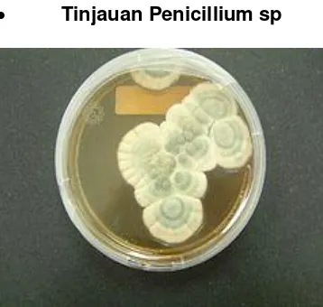 Gambar 2.2 Jamur Penicillum sp 