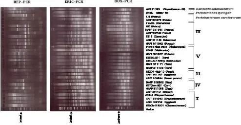 Gambar 1. Contoh hasil Rep PCR (Suharjo et al., 2014)