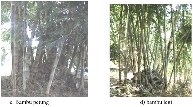 Gambar 1. Beberapa jenis bambu yang sering untuk konstruksi bangunan (Sutiyono,2006). 