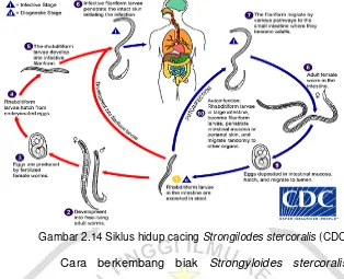 Gambar 2.14 Siklus hidup cacing Strongilodes stercoralis (CDC, 2013). 