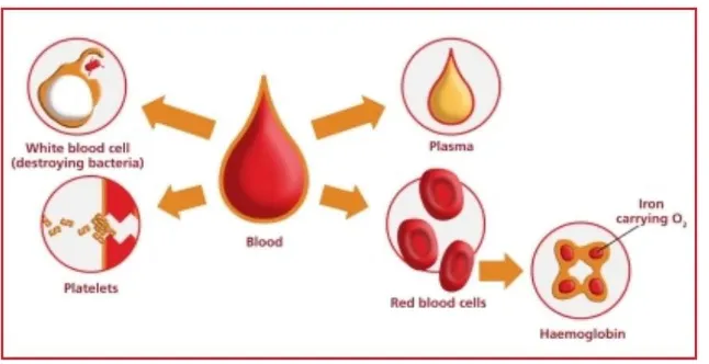 Gambar 2.2 fungsi hemoglobin pada sel darah merah. (Sumber :www.pustakamedis.com) 