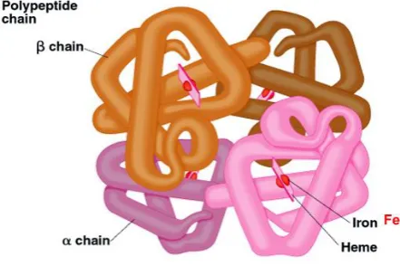 Gambar 2.2 Struktur hemoglobin 