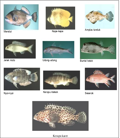 Gambar 5.  Beberapa ikan yang tertangkap bubu saat penelitian 