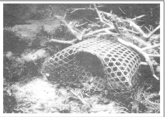 Gambar 1.  Cara pemasangan bubu yang merusak terumbu karang           (Sumber:  Sukmara dkk., 2001) 
