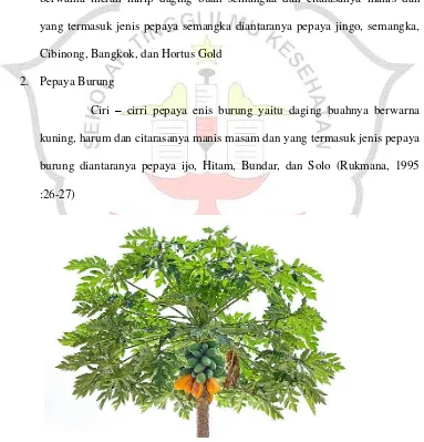 Gambar 2.1 tumbuhan papaya (Carica papaya L) 