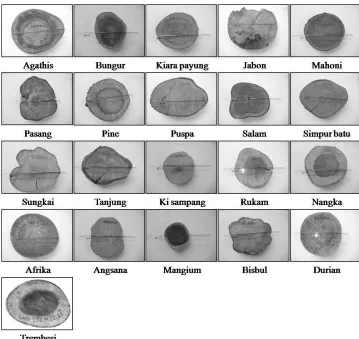 Fig. 1. Discs of wood samples used in this experiment.