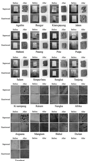 Fig. 4. Wood samples before and after baited to C. curvignathus for 4 weeks.